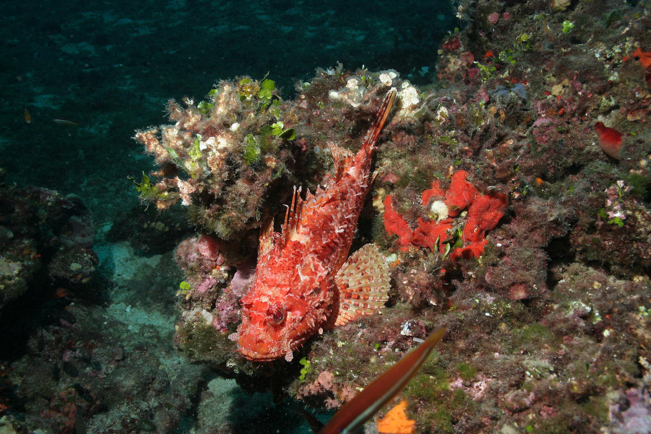 Scorpaena scrofa (Scorfano rosso)